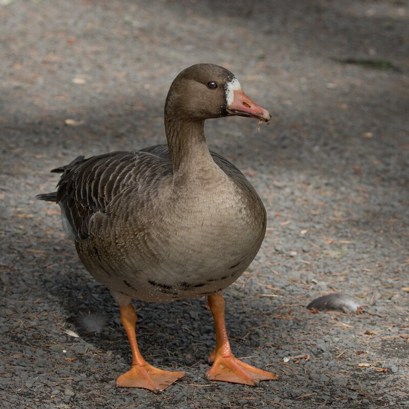 Anser Albifrons - Greater White-Fronted Goose found in the US