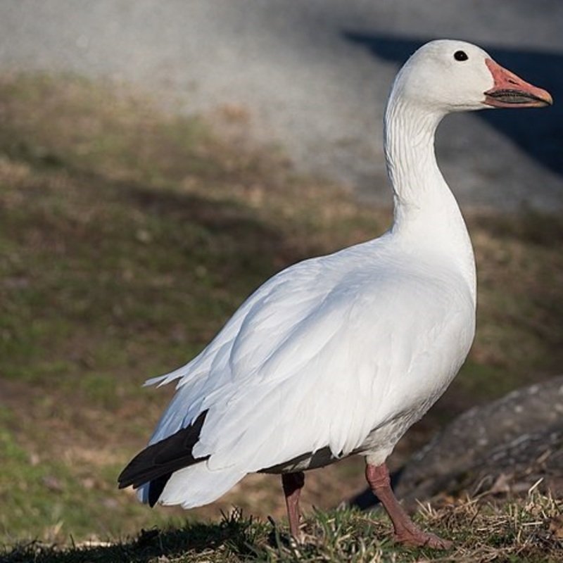 Anser Caerulescens - Snow Geese found in the US