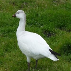 Anser Rossii - Ross's Geese found most part in theUS