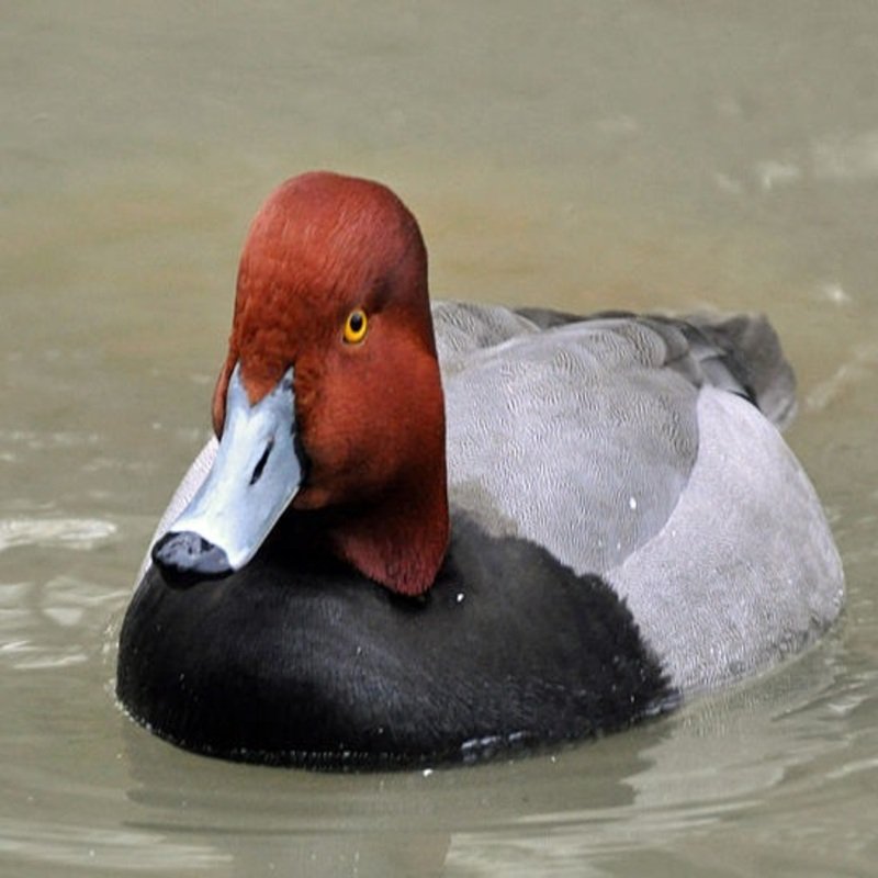 Aythya Americana - Redhead found in the US