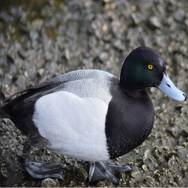 Aythya Collaris - Ring-Necked Duck found in the US