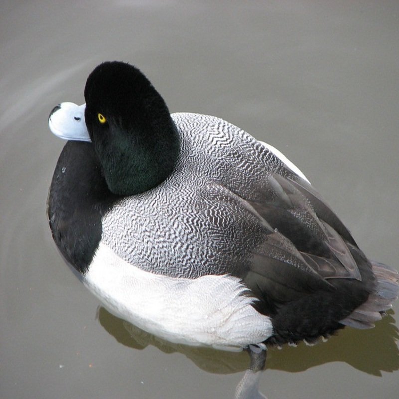 Aythya Marila - Greater Scaup found in the US