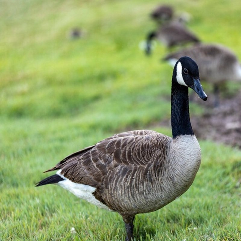 Branta Canadensis - Canada Geese found in the US