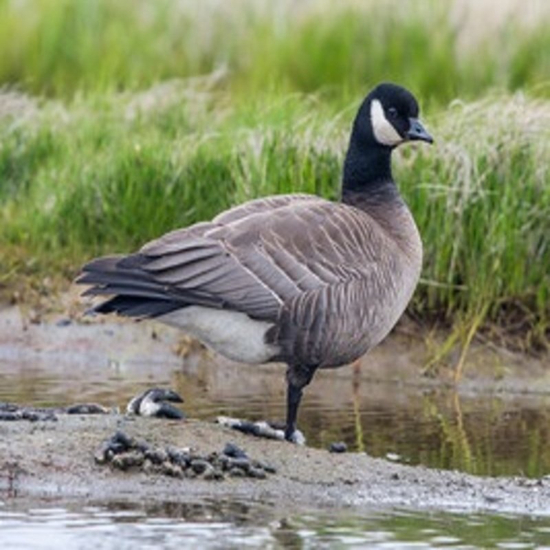 Branta Hutchinsii - Cackling Goose found in the US