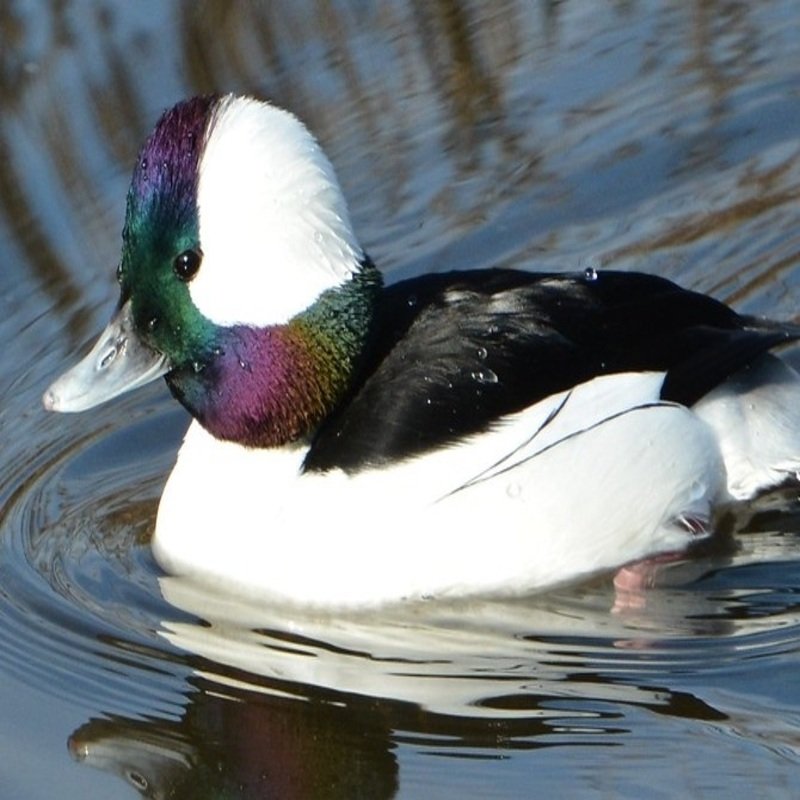 Bucephala Albeola - Bufflehead found in the US