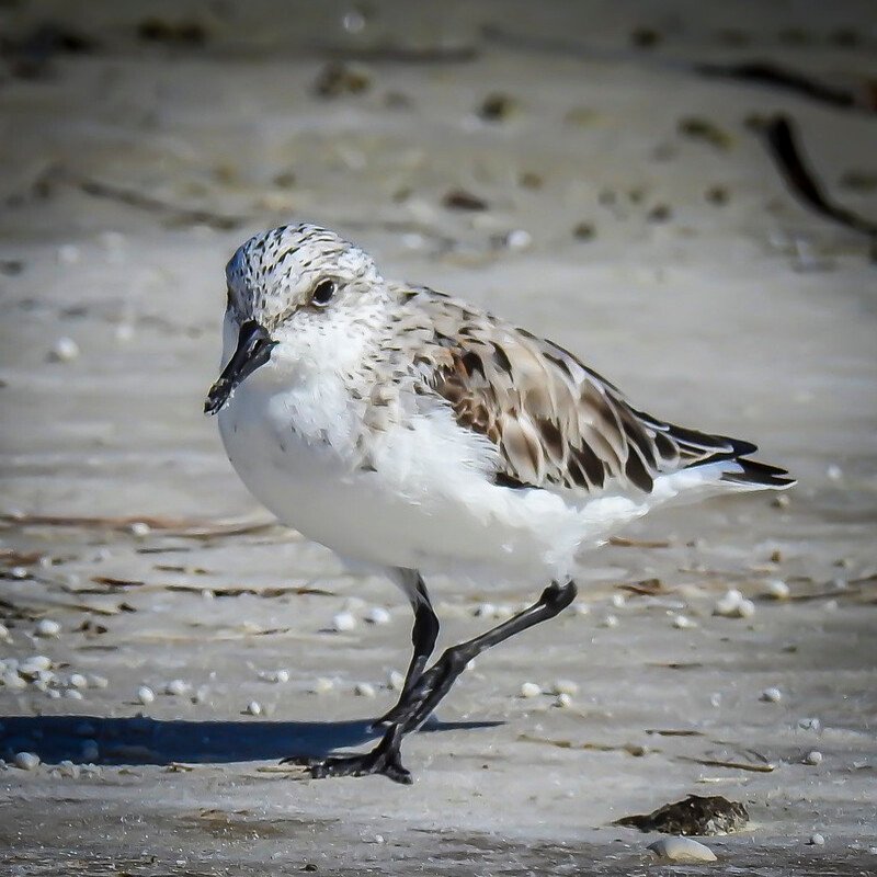 Calidris Alba - Sanderling found in the US