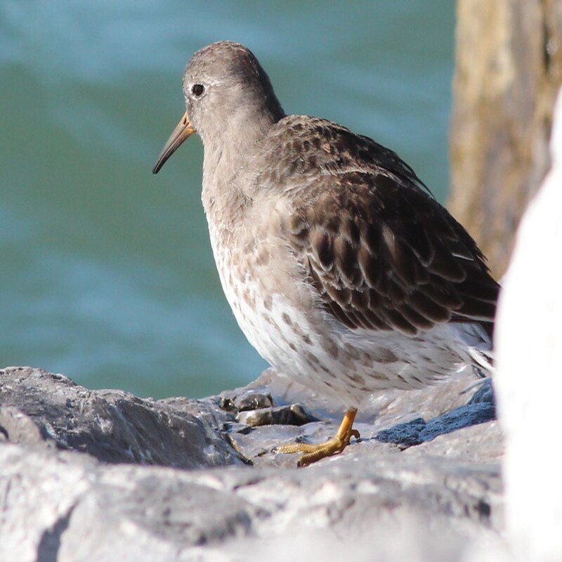 Calidris Maritima - Purple Sandpiper found in the US