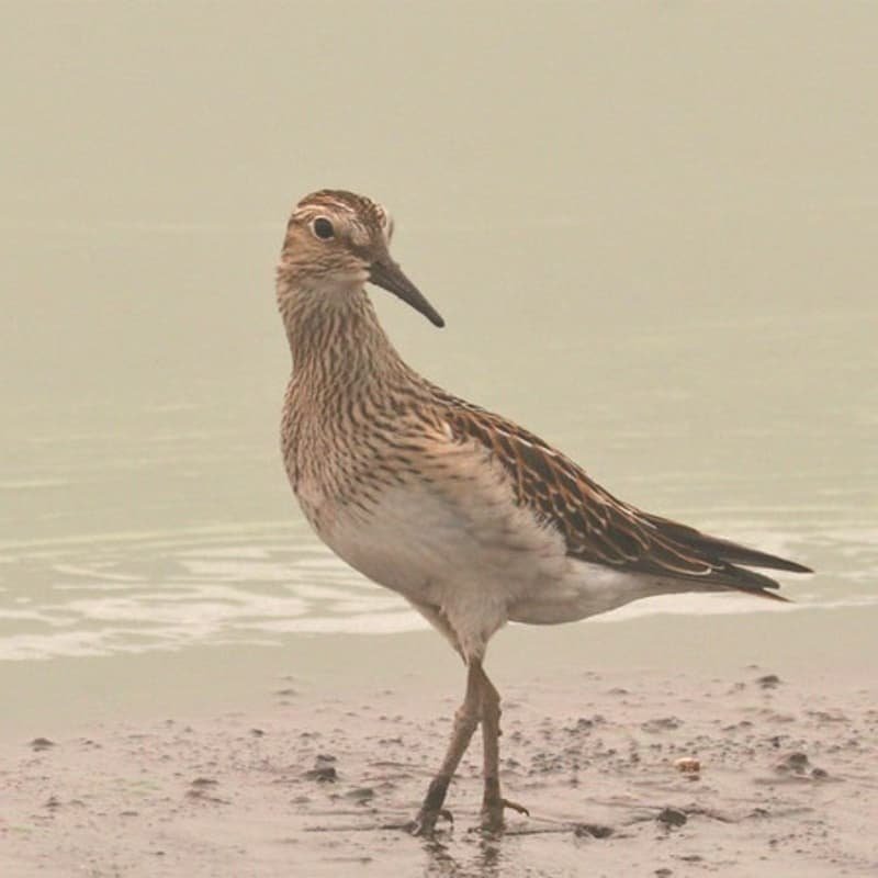 Calidris Melanotos - Pectoral Sandpiper found in the US