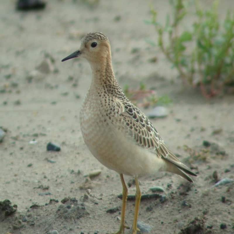 Calidris Subruficollis - Buff-Breasted Sandpiper found in the US