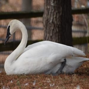 Cygnus Buccinator - Trumpeter Swan found in the US
