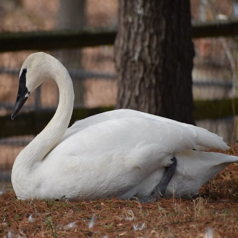 Cygnus Buccinator – Trumpeter Swan