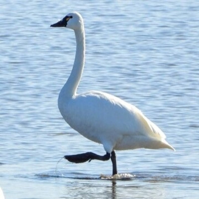 Cygnus Columbianus - Tundra Swan found in the US