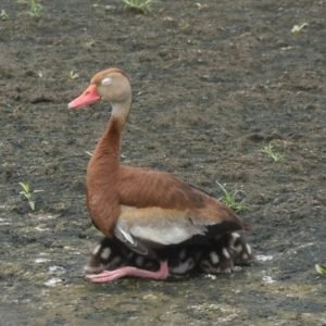 Dendrocygna Autumnalis - Black-Bellied Whistling Duck found in the US