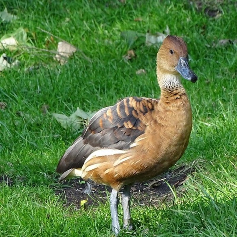 Dendrocygna Bicolor - Fulvous Whistling-Duck found in the US