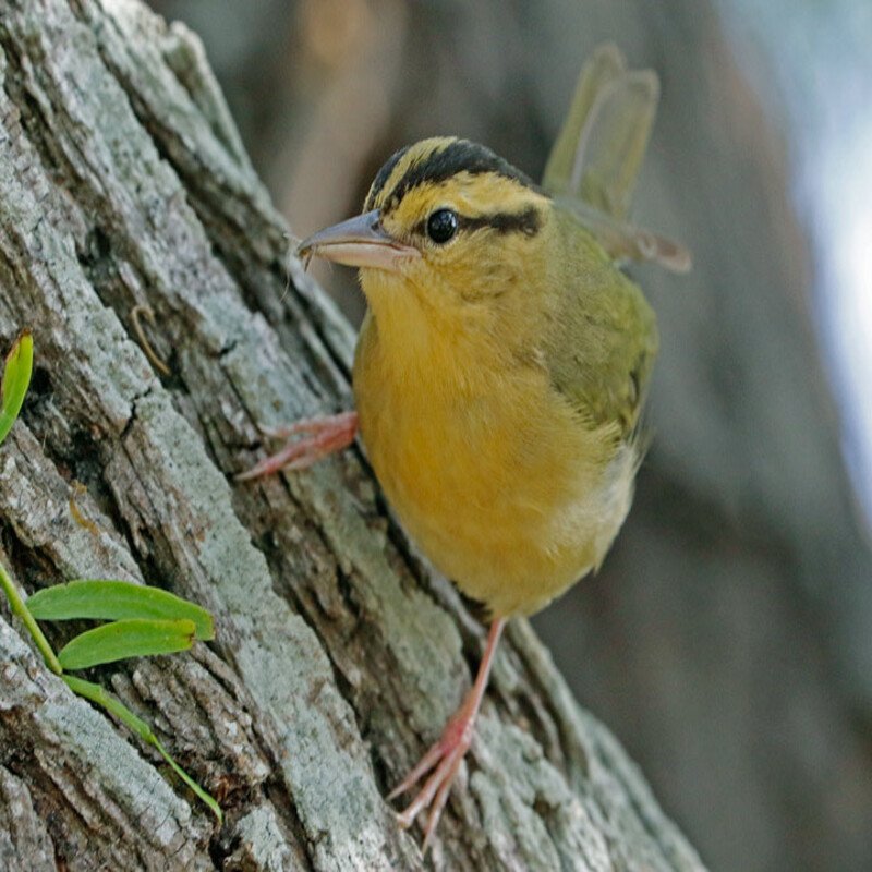 Helmitheros Vermivorum - Worm-Eating Warbler found in the US