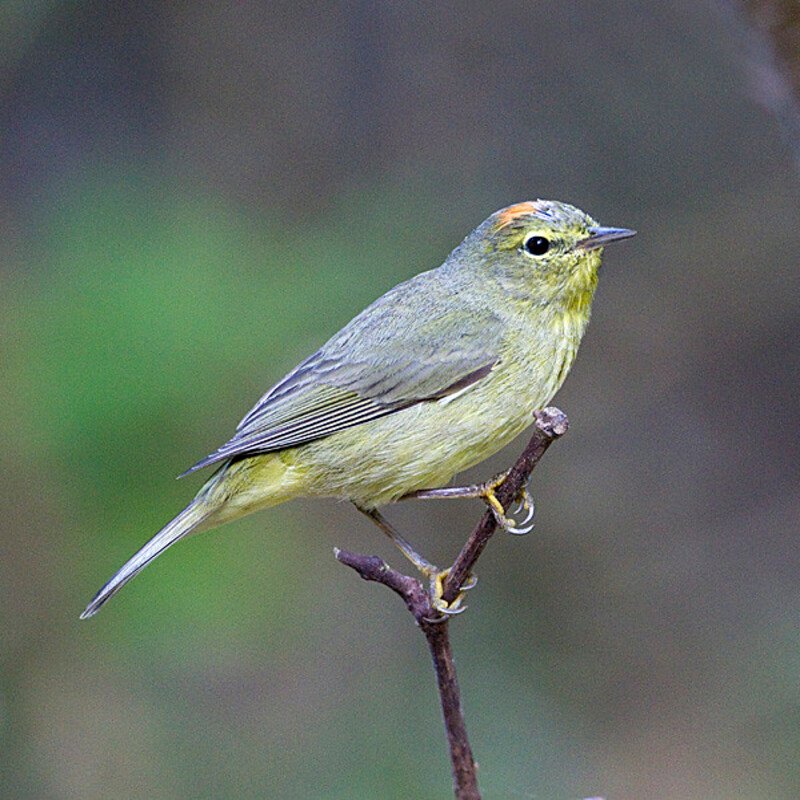 Leiothlypis Celata – Orange-Crowned Warbler