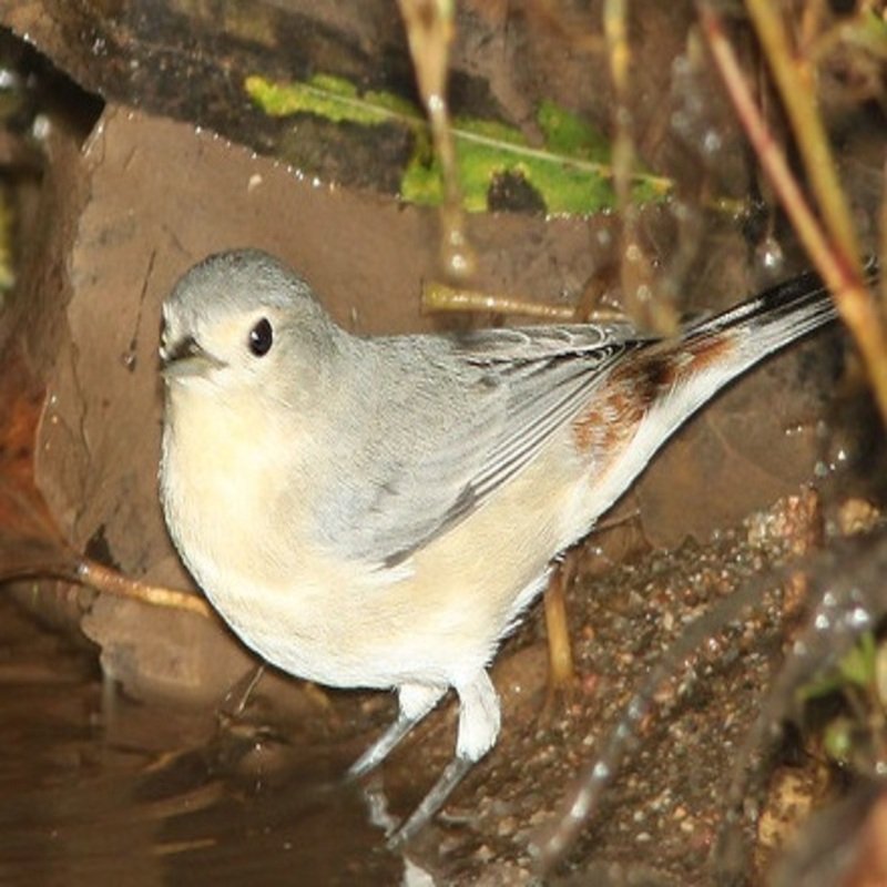 Leiothlypis Luciae - Lucy's Warbler found in the southwestern part of the United States