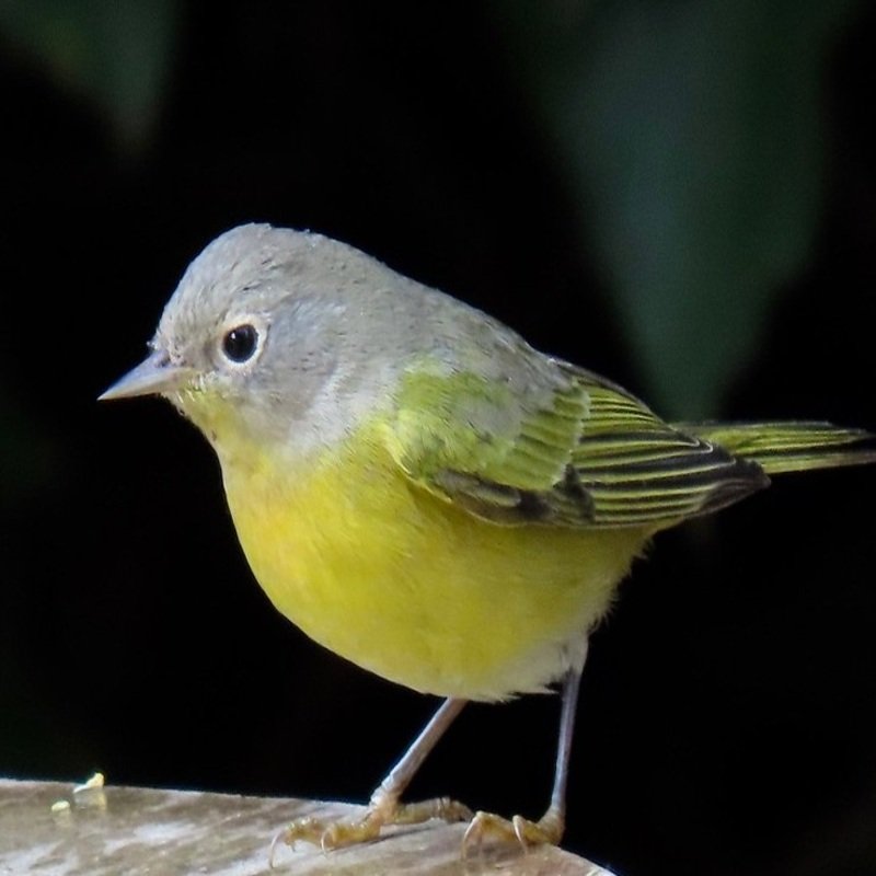 Leiothlypis Ruficapilla - Nashville Warbler found in the US