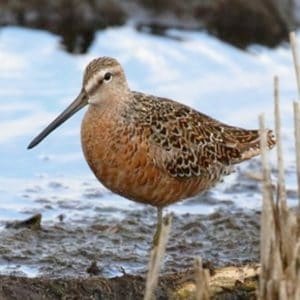 Limnodromus Griseus - Short-Billed Dowitcher found all throughout in the United States