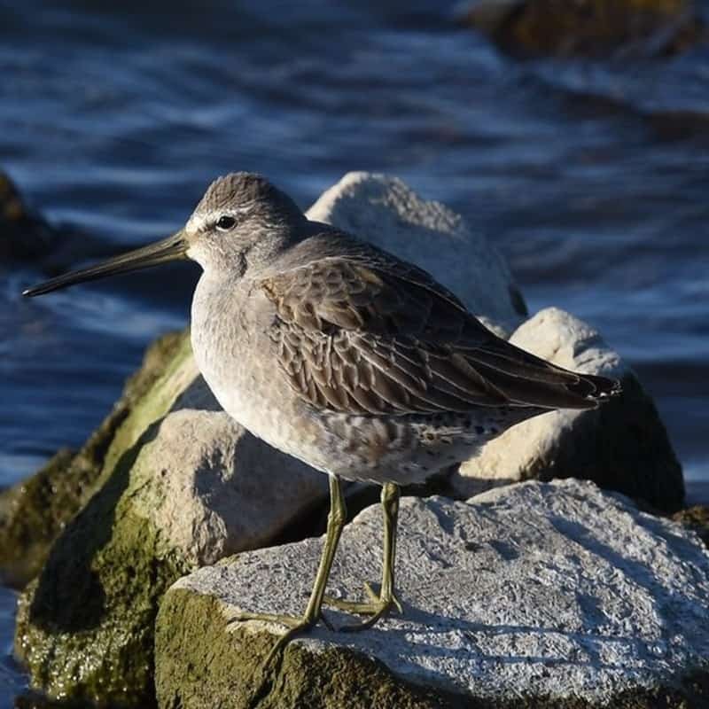 Limnodromus Scolopaceus- Long-Billed Dowitcher found all throughout United States