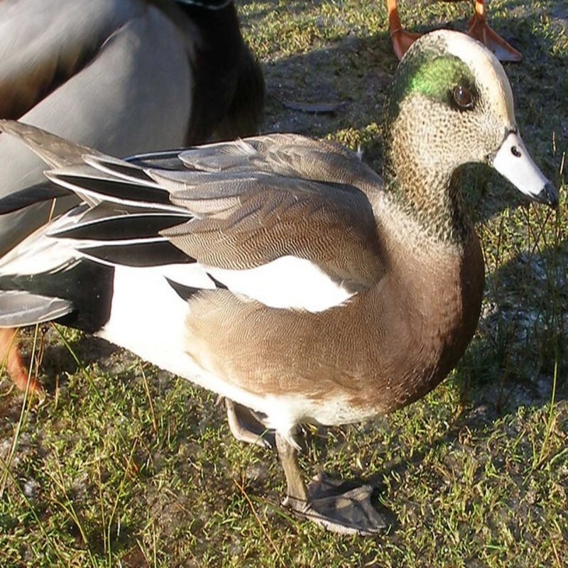 Mareca Americana - American Wigeon found all throughout in the United States during winter season