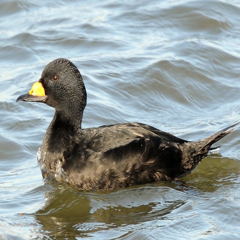 Melanitta Americana - Black Scoter found in the US