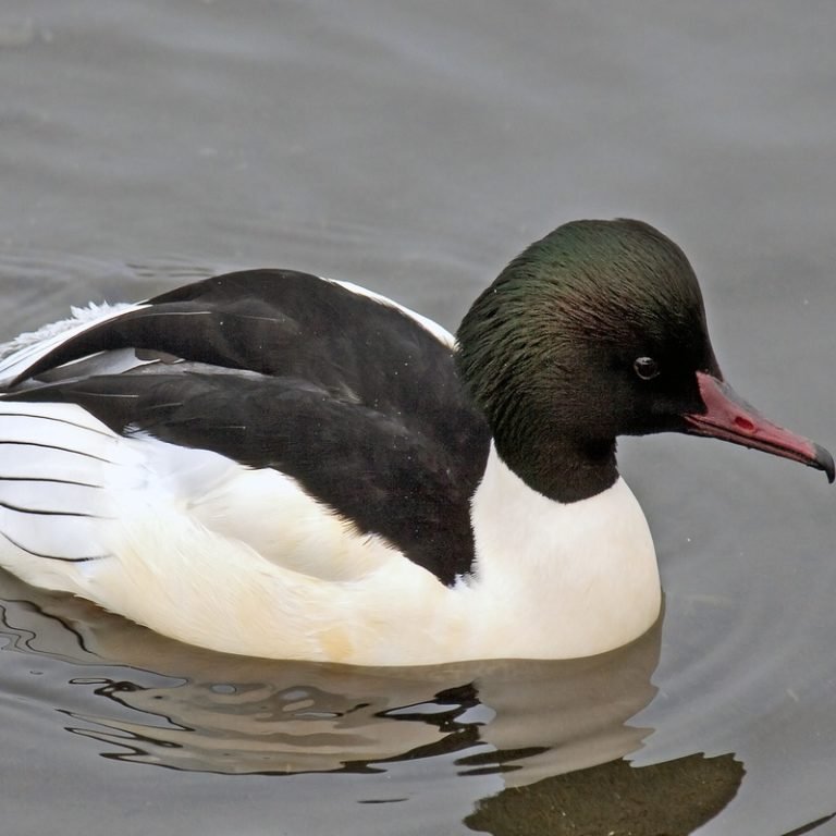 Mergus Merganser - Common Merganser - USA Birds