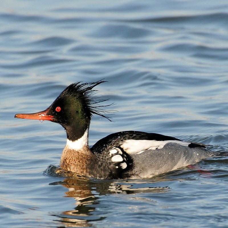 Mergus Serrator – Red-Breasted Merganser