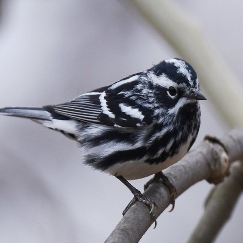 Mniotilta Varia – Black-And-White Warbler