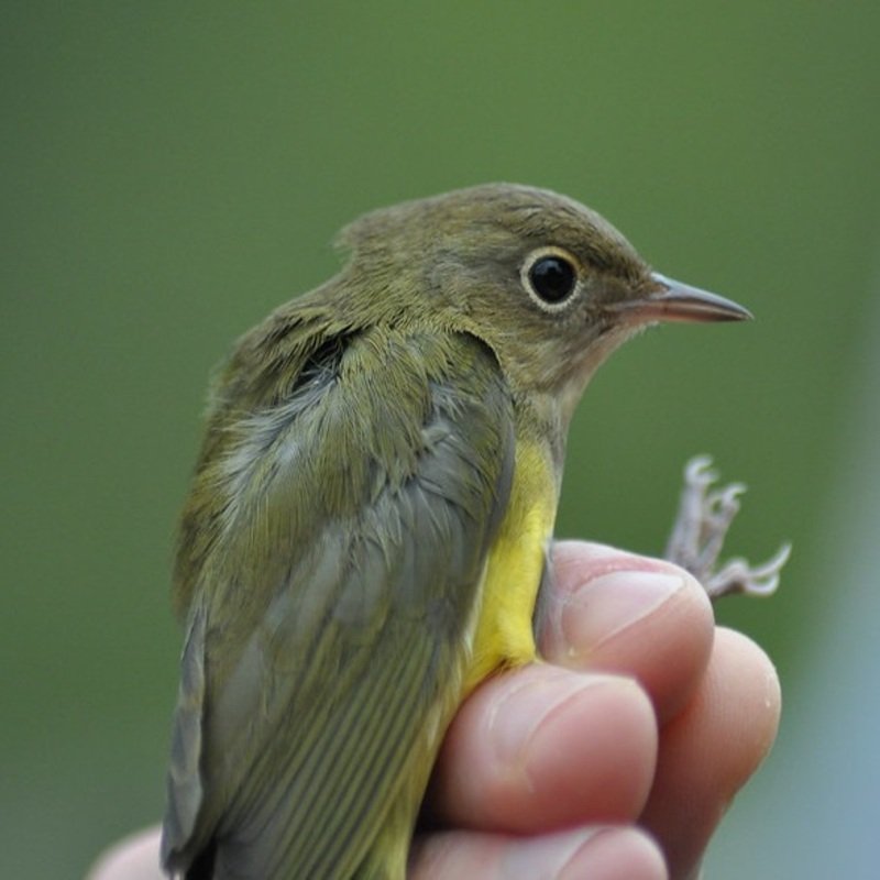 Oporornis Agilis - Connecticut Warbler found in the US