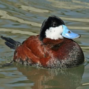 Oxyura Jamaicensis – Ruddy Duck found in the US