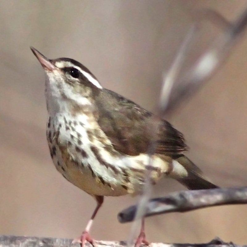 Parkesia Motacilla - Louisiana Waterthrush found in the US