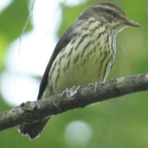 Parkesia Noveboracensis - Northern Waterthrush found migrating in the US