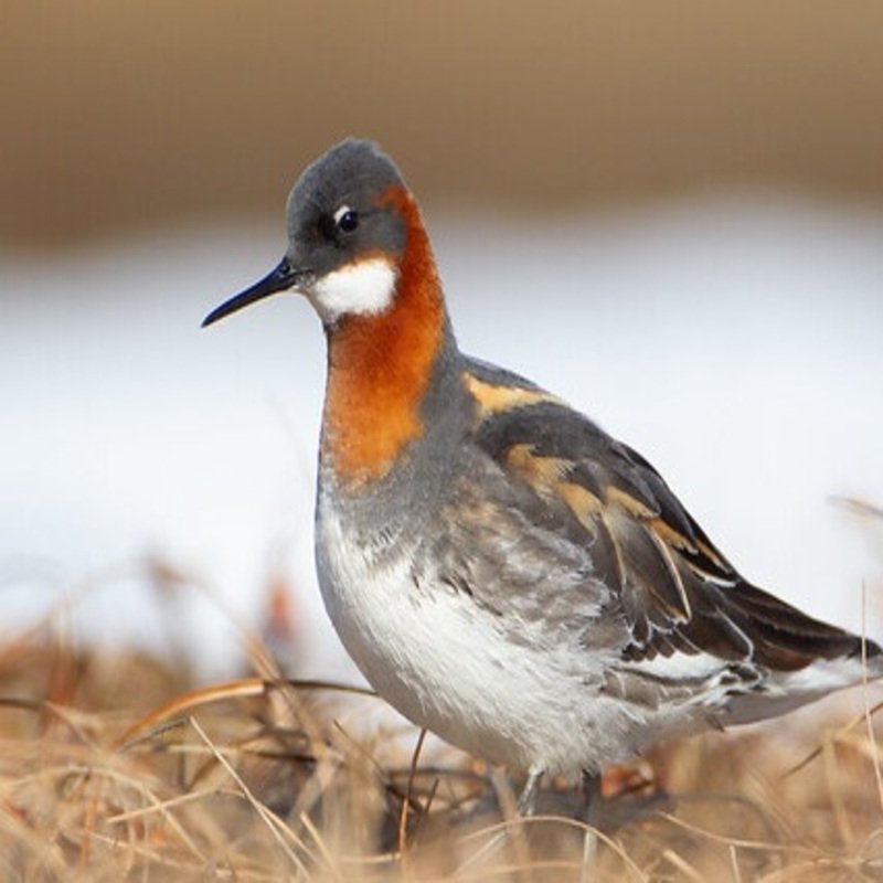 Phalaropus Lobatus – Red-Necked Phalarope