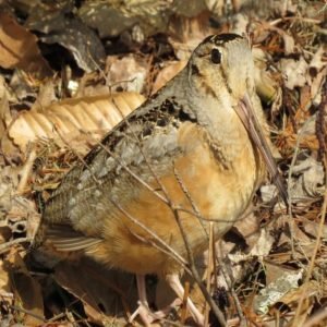 Scolopax Minor - American Woodcock found in the US