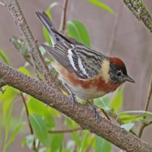 Setophaga Castanea - Bay-Breasted Warbler found in the US