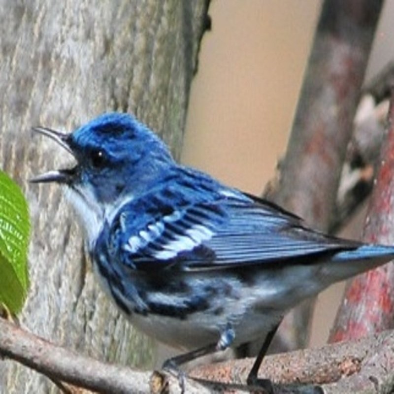 Setophaga Cerulea - Cerulean Warbler found in the US