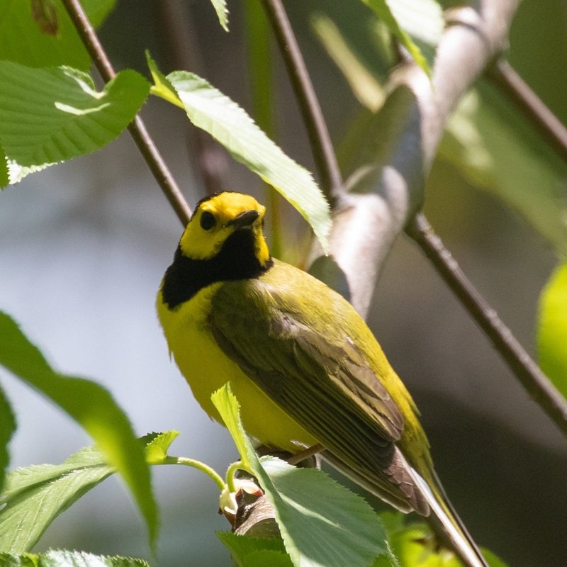 Setophaga Citrina - Hooded Warbler found in the US