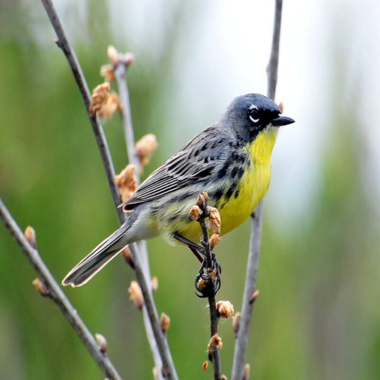 Setophaga Kirtlandii - Kirtland's Warbler - USA Birds