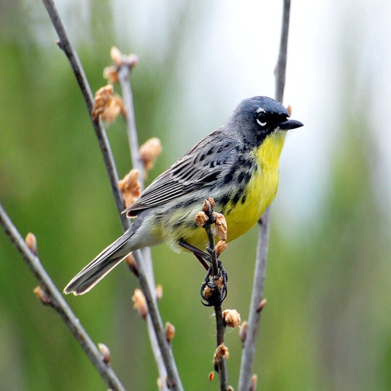 Setophaga Kirtlandii - Kirtland's Warbler found in the US