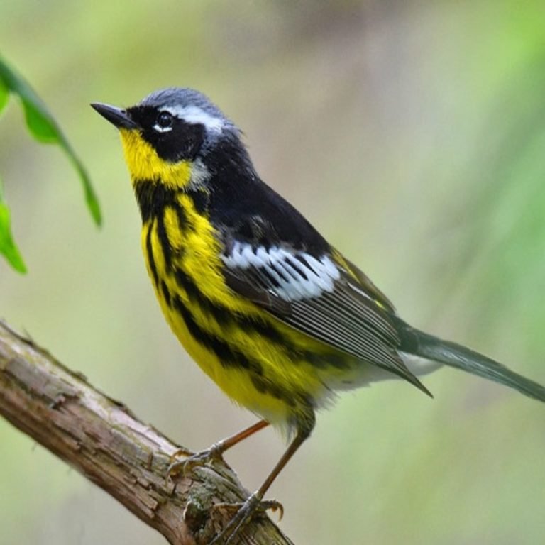 Setophaga Magnolia - Magnolia Warbler - USA Birds