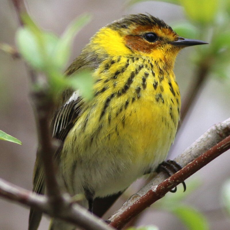 Setophaga Tigrina - Cape May Warbler found in the US
