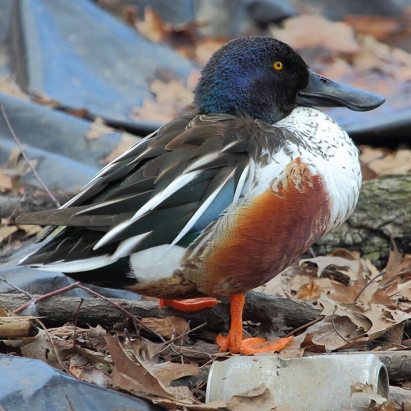 Spatula Clypeata - Northern Shoveler found in the United States