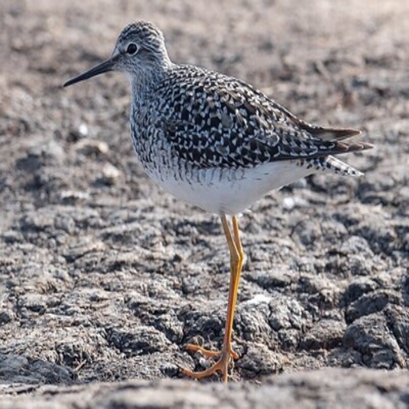 Tringa Flavipes - Lesser Yellowlegs found in the US