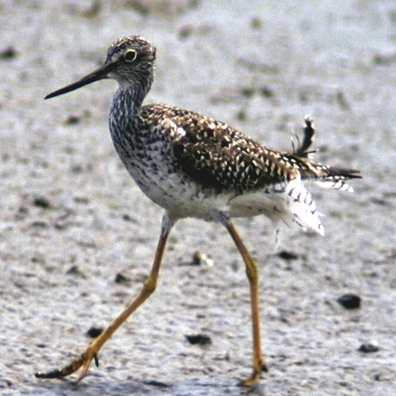 Tringa Melanoleuca - Greater Yellowlegs found in the US