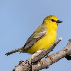 Vermivora Cyanoptera - Blue-Winged Warblers found in the US