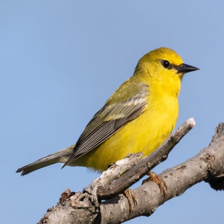 Vermivora Cyanoptera - Blue-Winged Warblers - USA Birds