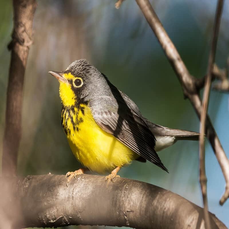 Cardellina Canadensis - Canada Warbler found in the US