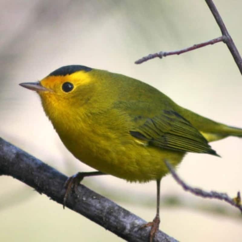 Cardellina Pusilla – Wilson’s Warbler