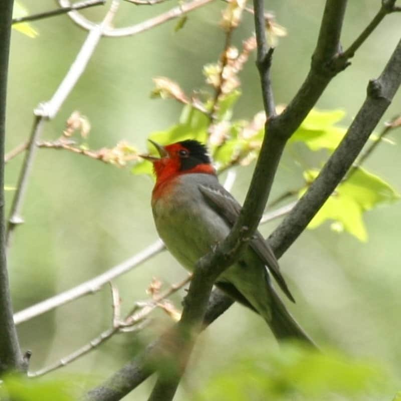 Cardellina Rubrifrons - Red-Faced Warbler found in the US